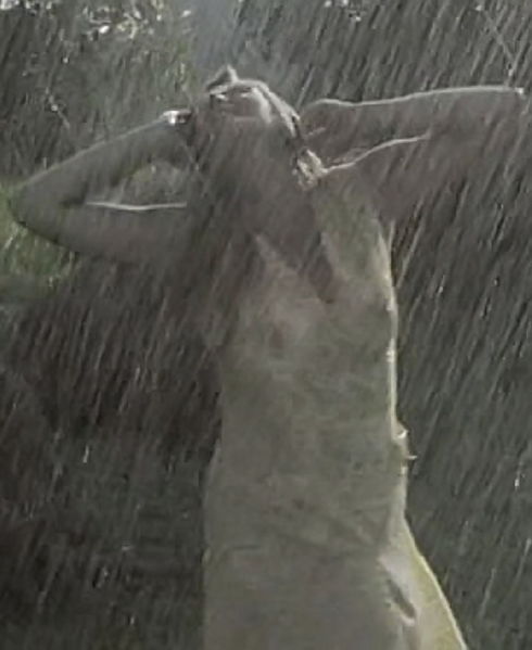 Plik:Marzena Trybala w sloncu i w deszczu 1.jpg